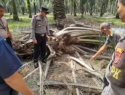 Polres Tebing Tinggi Selidiki Kematian Ramadi Saat Ditemukan Meninggal Di Areal Perkebunan Kebun Monako
