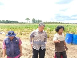 Wakil Bupati Tinjau Lahan Pertanian Ubi Jalar Organik Di Kecamatan Muara