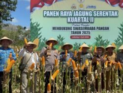 Polres Lebong Gelar Panen Raya Jagung Serentak, Groundbreaking 18 Gudang Polri, Dan Ekspor Perdana Ke Malaysia