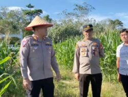 Pastikan Program Ketahanan Pangan Berjalan Lancar Kapolres Kaur Selalu Turun Cek Langsung Ke Lokasi Penanaman Lahan Jagung