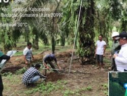 PKS TSP Silau Padang Dukung Petani Sawit Tingkatkan Produksi Melalui Pupuk Limbah Cair
