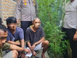 Tanam Ganja Di Areal Dapur, Warga Dolok Masihul Sergai Ditangkap Polisi