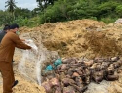 227 Ekor Babi Ilegal Masuk Ke Pulau Nias Dimusnahkan