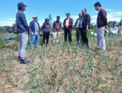 Kementan Dorong Kabupaten Humbang Hasundutan Jadi Pusat Pengembangan Benih Dan Swasembada Bawang Putih Nasional