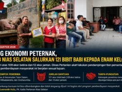 Dorong Ekonomi Peternak, Pemkab Nias Selatan Salurkan 121 Bibit Babi kepada Enam Kelompok