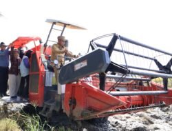 Dua Tahun Berturut Sergai Capai Produksi Padi Tertinggi Di Sumut